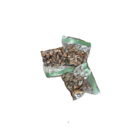 African Bitter Kolanuts